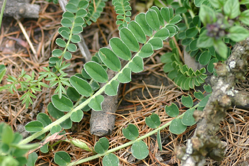 Astragalus depressus  / Astragalo depresso